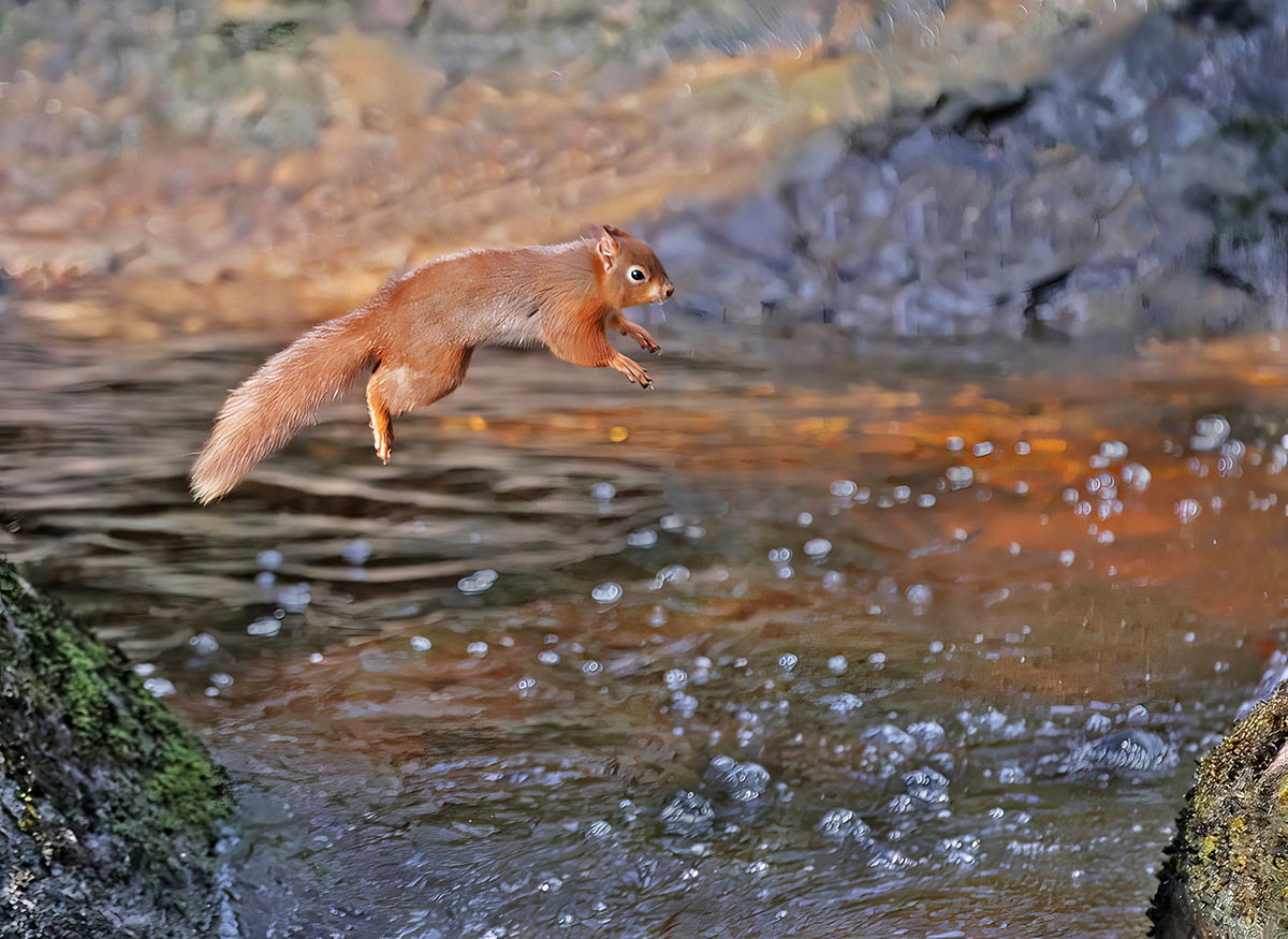 Red Squirrel Jumping Stream - Peter Bagnall